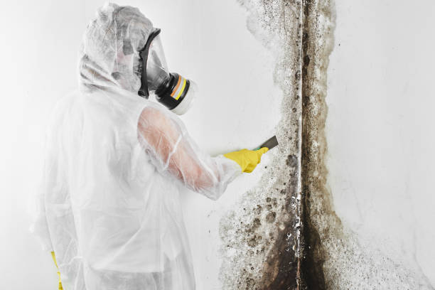 Best Toxic Mold Removal  in Carpendale, WV