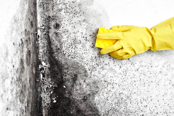 Best Certified Mold Removal  in Carpendale, WV