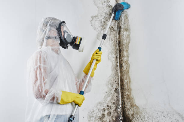 Best Mold Cleaning Services  in Carpendale, WV