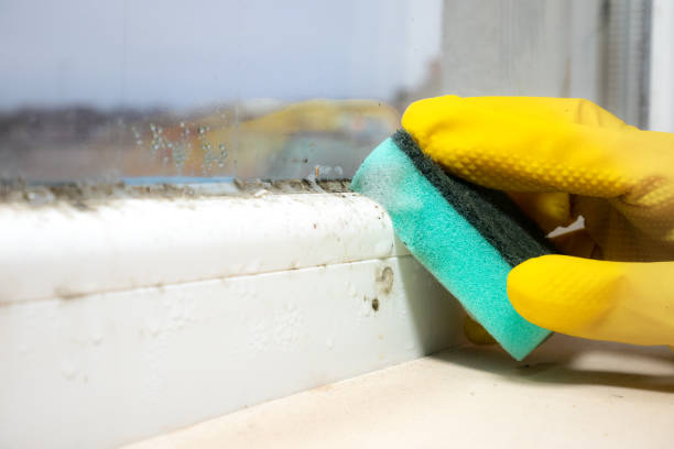 Best Mold Testing  in Carpendale, WV