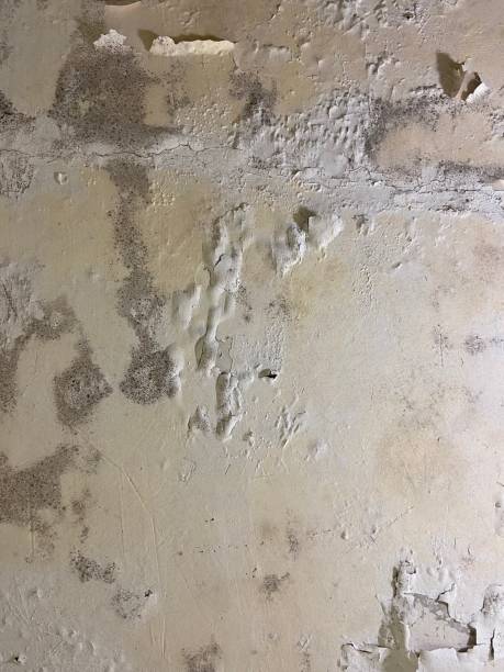 Best Mold Remediation  in Carpendale, WV