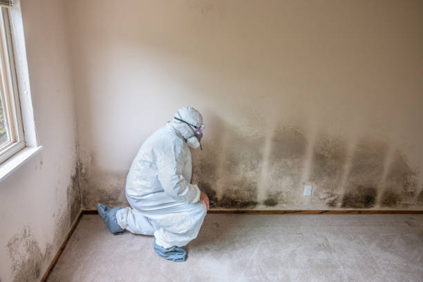 Best Mold Removal Near Me  in Carpendale, WV