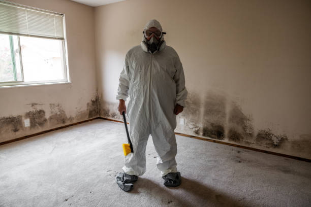 Best Emergency Mold Removal  in Carpendale, WV