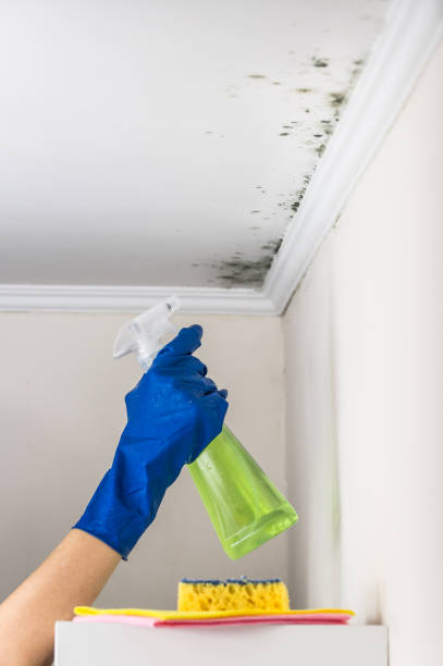 Best Mold Damage Repair  in Carpendale, WV